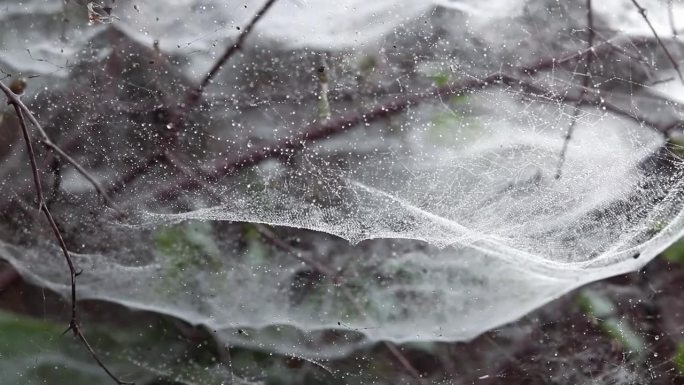 露珠或水滴在蜘蛛网或蜘蛛网