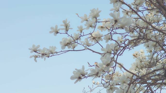 西安广仁寺春天海棠花