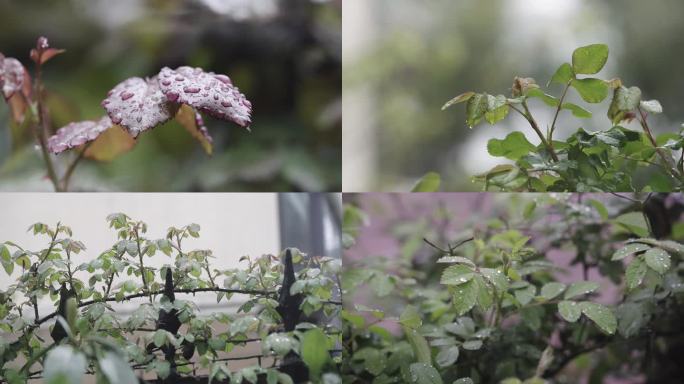 清新大自然露珠水滴春雨 月季 蔷薇枝叶