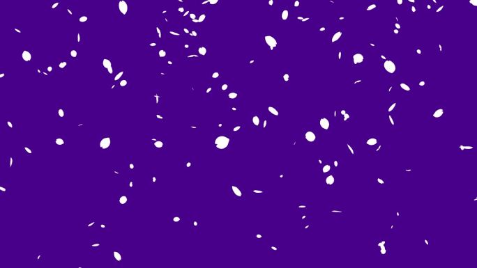 白色剪影樱花暴风雪的循环视频，花瓣从上到下落下(紫色)