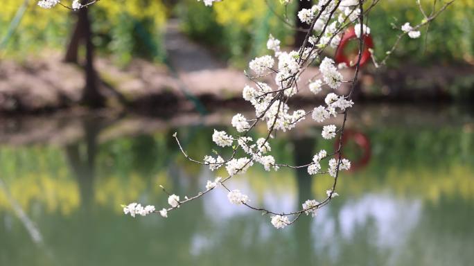 春天的杭州阿里巴巴西溪园区鲜花盛开