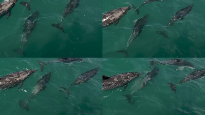 在新西兰凯库拉，从上往下看黑海豚和宽吻海豚在慢动作中游泳