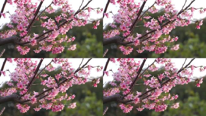 桃花特写桃树树枝花朵