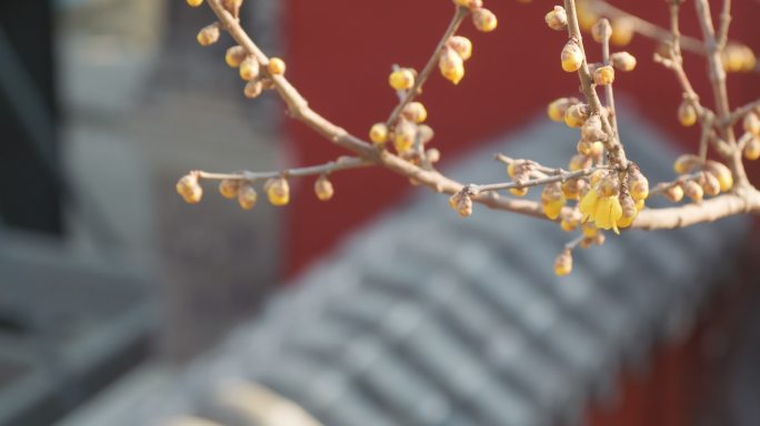 泰安王母池腊梅盛开烧香祈福