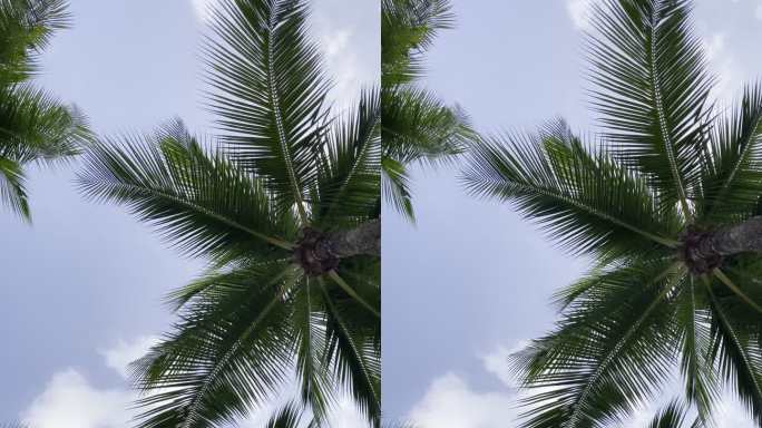 天空之眼：仰望椰树