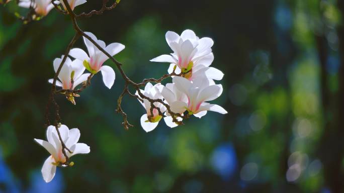 玉兰和山茶花