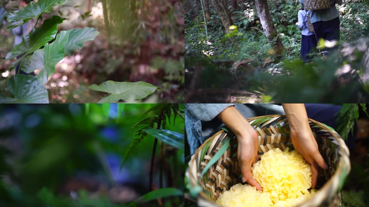 少女背着背篓去山林间采摘银耳寻找自然山珍