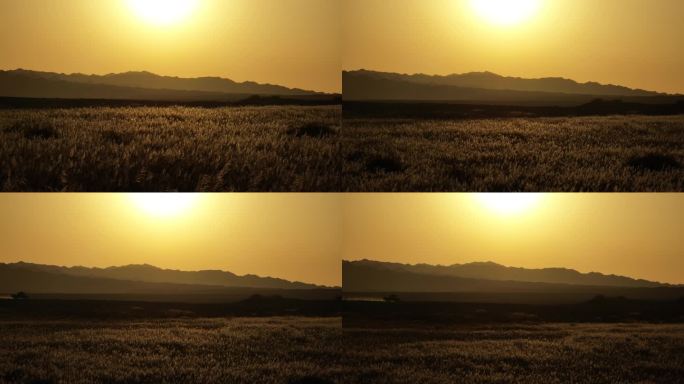 日出的金黄草原
