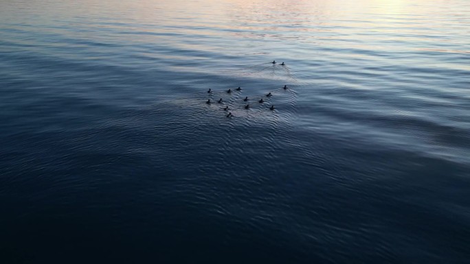 日落时分鸭子在海里游泳的美丽景象，黄昏的天空在地平线上
