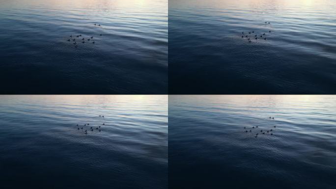 日落时分鸭子在海里游泳的美丽景象，黄昏的天空在地平线上