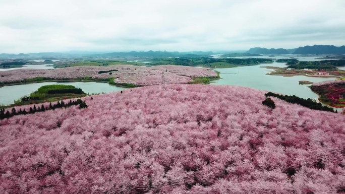 平坝樱花樱花园樱花航拍花海