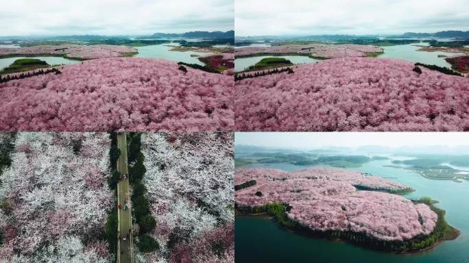 平坝樱花樱花园樱花航拍花海