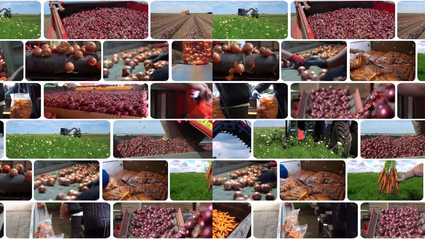 洋葱和胡萝卜生产-动态分割屏幕视频