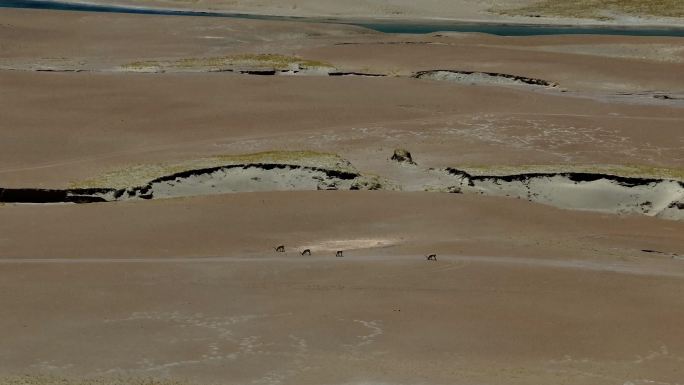 西藏阿里地区羌塘无人区藏羚羊湖泊高空航拍