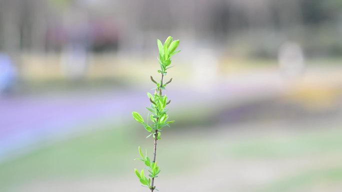 夕阳下的小草4k100p