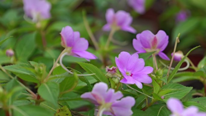 蔷薇玫瑰春天鲜花花开精油园林花瓣浪漫4K