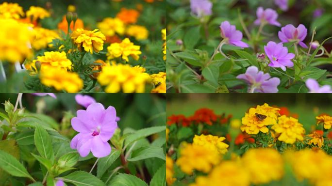 蔷薇玫瑰春天鲜花花开精油园林花瓣浪漫4K