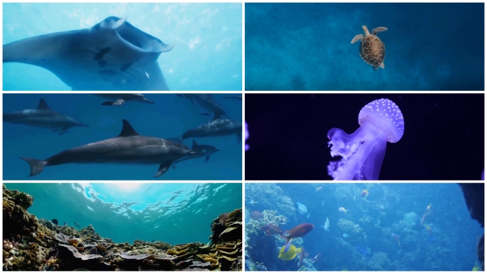 海底海龟鱼海豚珊瑚视频
