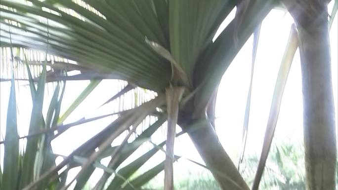 热带植物园 公园一角 蓝天白云 椰子树林