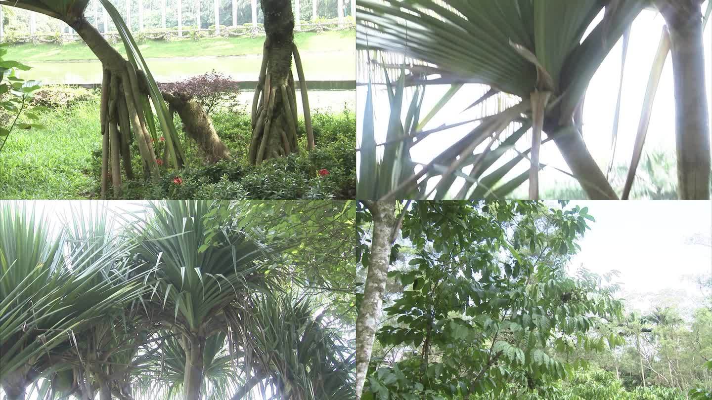 热带植物园 公园一角 蓝天白云 椰子树林