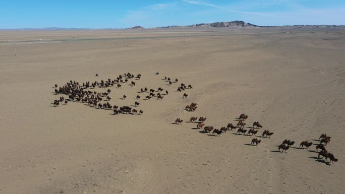 沙漠  戈壁  驼队 骆驼 牧人 公路