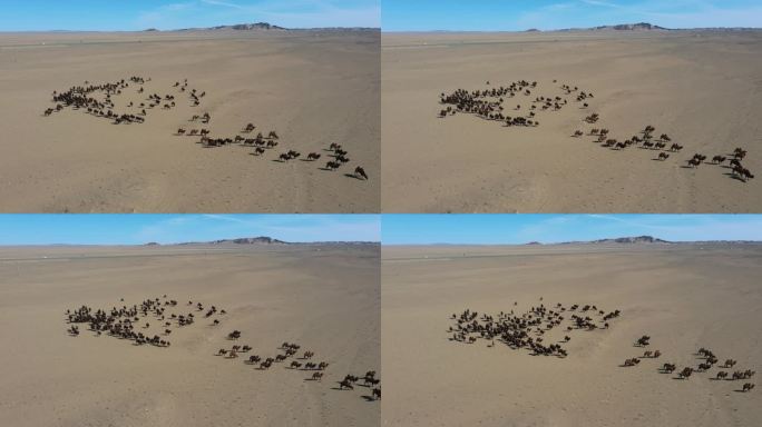 沙漠  戈壁  驼队 骆驼 牧人 公路