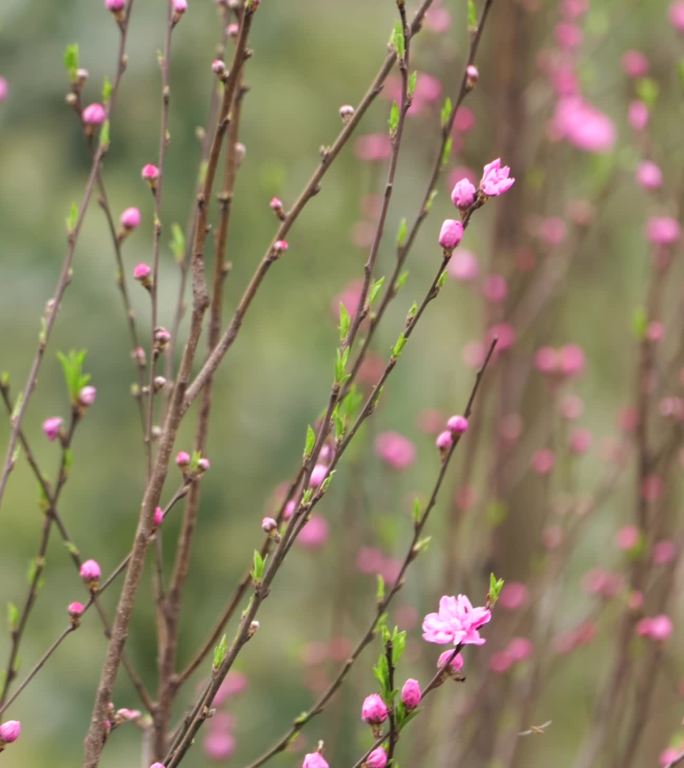 春天的桃花