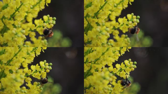 蜜蜂为黄花菊授粉