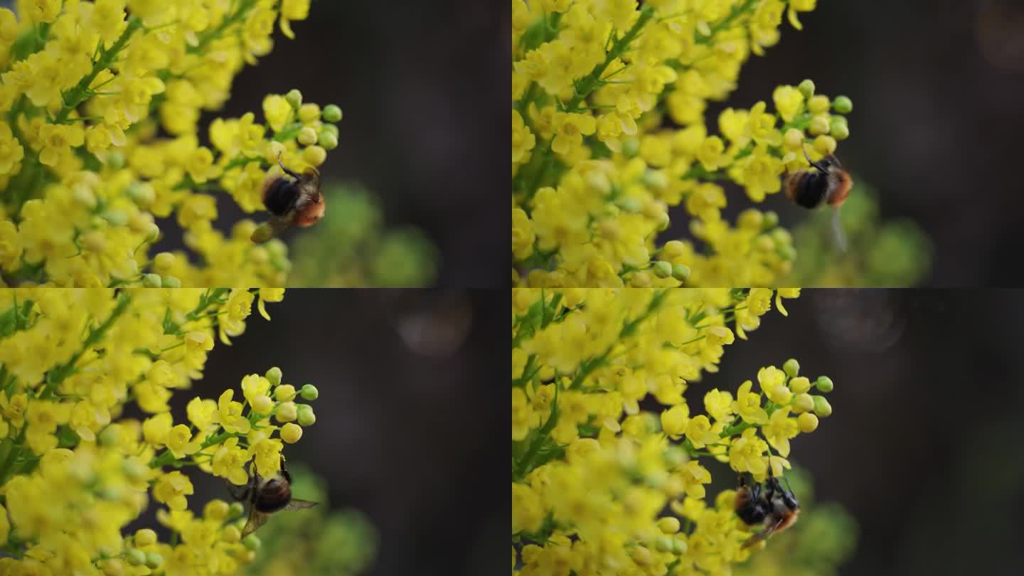 蜜蜂为黄花菊授粉