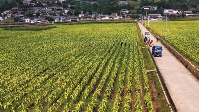 秋天金黄色的烟田航拍