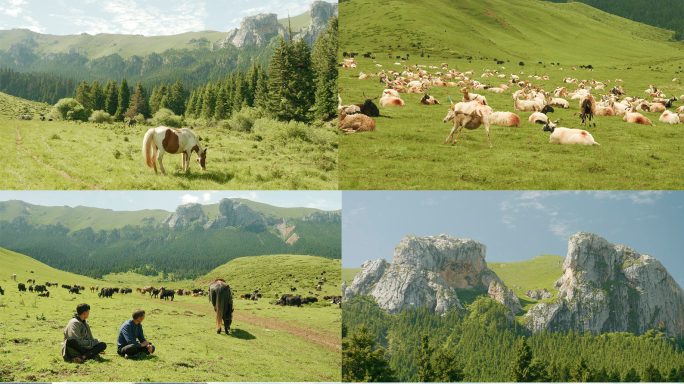 电影感夏季雪山草原牧场,川西放牛,放羊