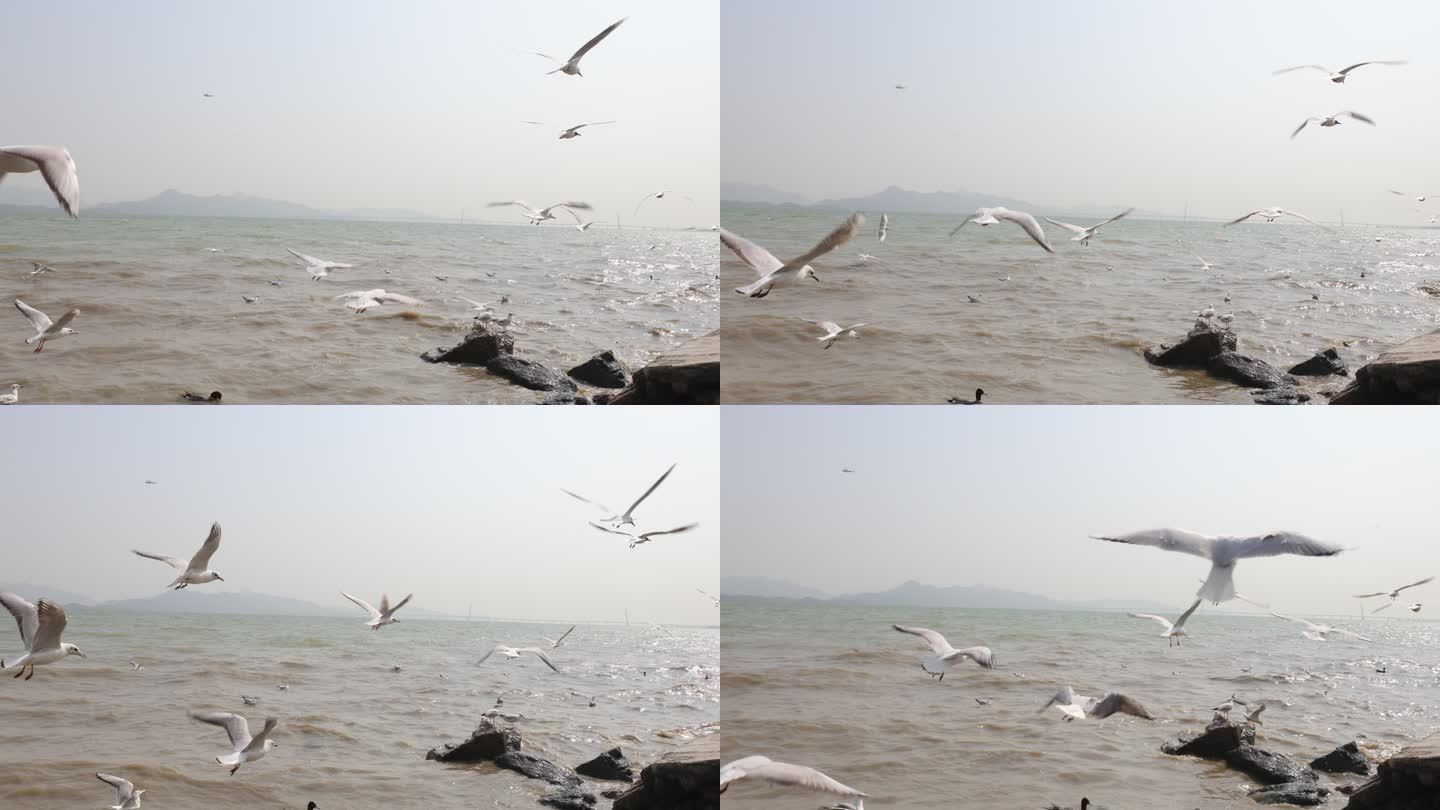 海鸥在海边盘旋飞翔