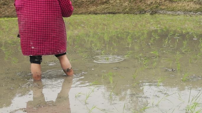 春耕时节一位妇女在农田里插秧干农活播种