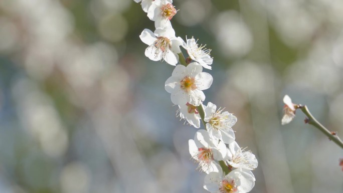 白梅花在微风中摇曳