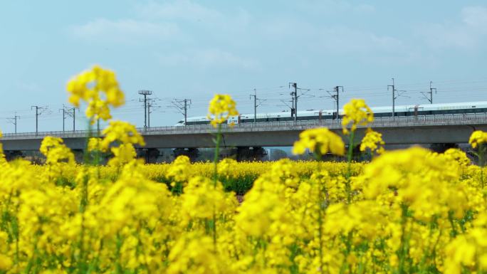 高铁油菜花