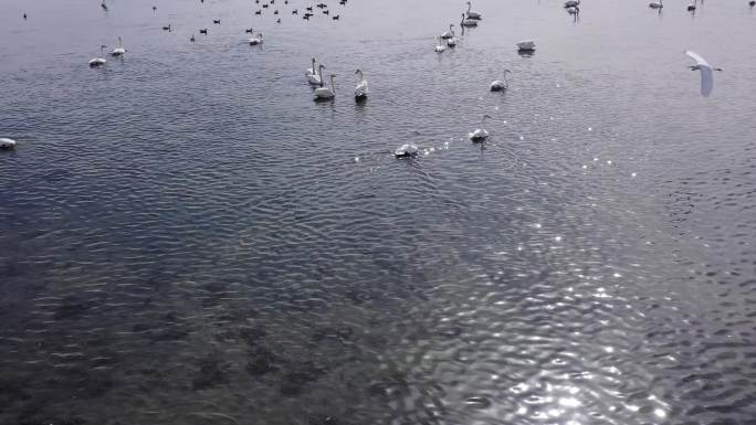 大天鹅在湿地航拍