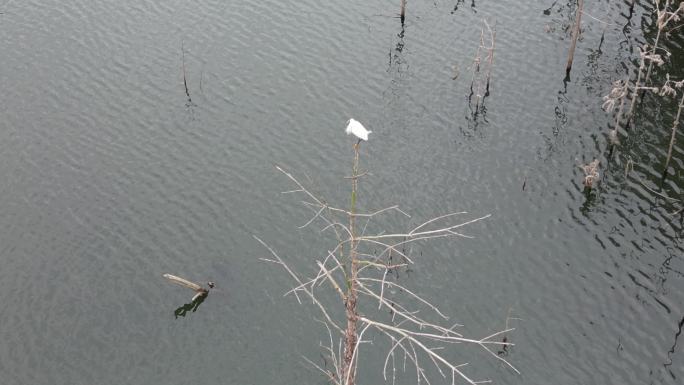 湿地白鹤  候鸟生态