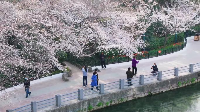 郑州人民公园樱花盛开