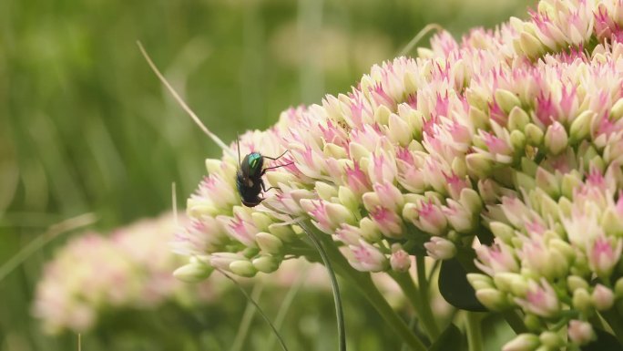 在夏日的阳光明媚的日子里，在公园花园的石竹花上寻找花蜜的苍蝇。宏观昆虫影像