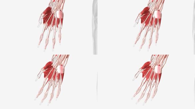 作用于手部的肌肉可分为两组:位于前臂前后隔室的外在肌肉。
