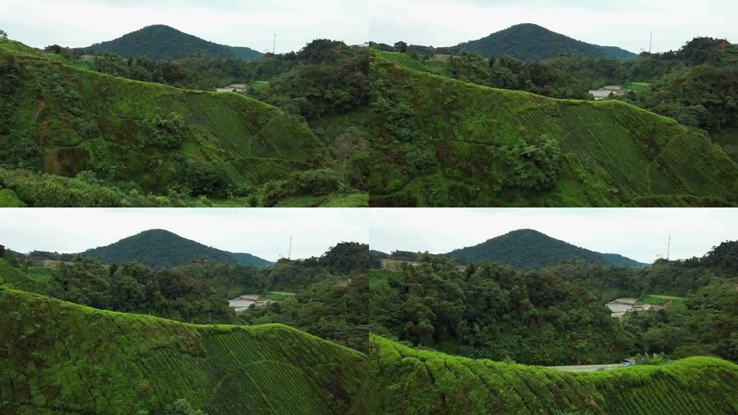 马来西亚金马仑高地茶园鸟瞰图