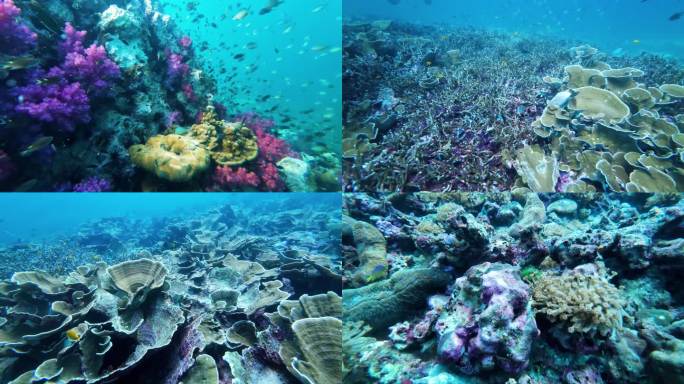 海底美景 珊瑚礁 鱼儿 彩色世界