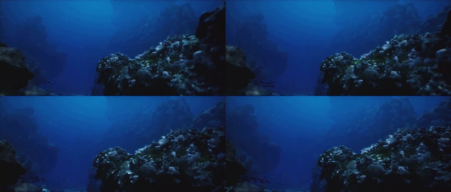 深潜视角-深海珊瑚礁