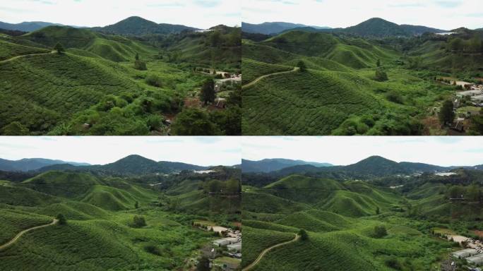 马来西亚金马仑高地茶园鸟瞰图