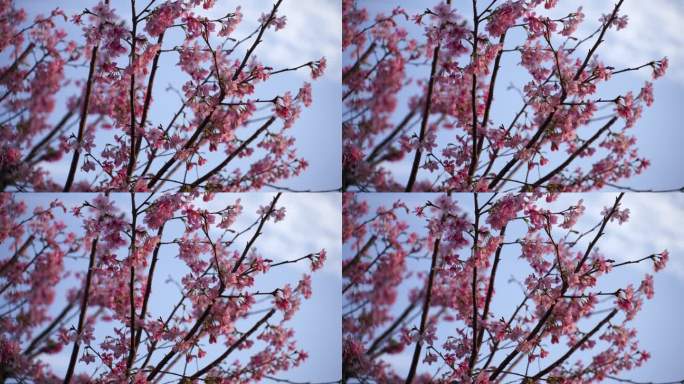 桃花特写桃树树枝花朵