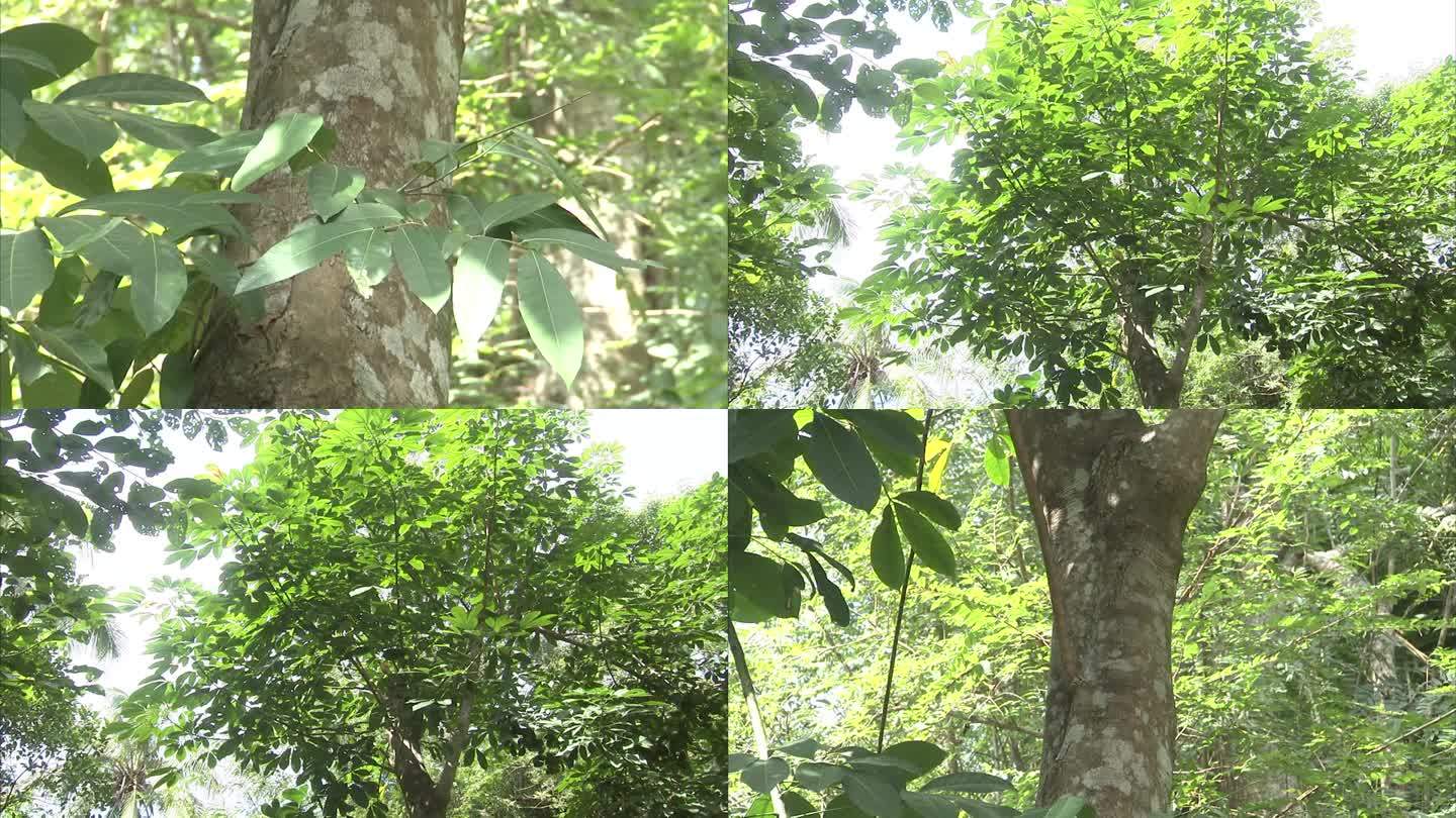 热带植物园 西橡胶 树干 树皮 叶片
