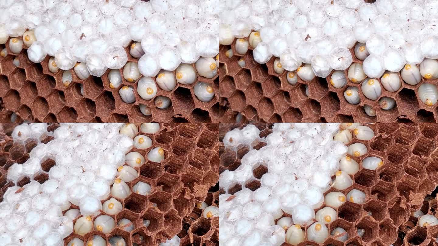 蜂窝里的幼崽 蜂甬 蜂蛹