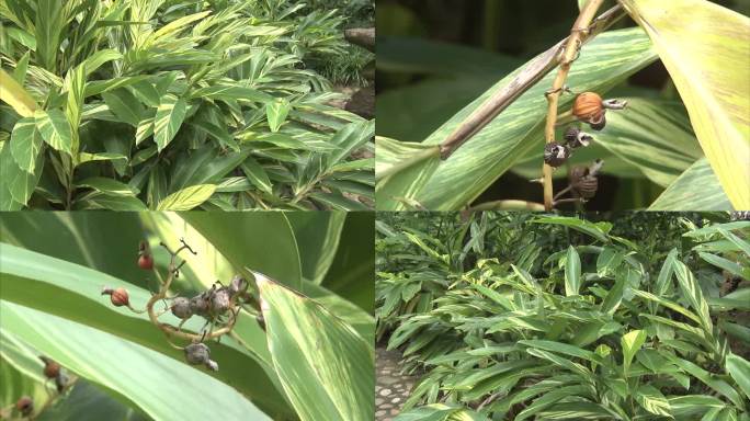 热带植物园 草本植物 芭蕉树 叶片