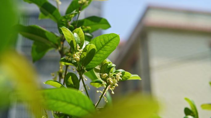 村里的桂花开了