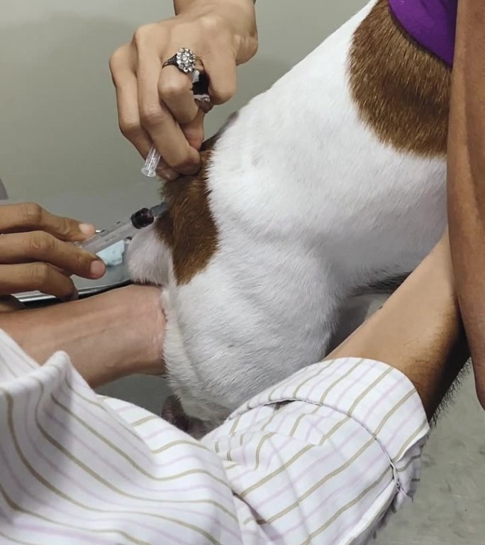 幼犬在诊所接受狂犬疫苗注射